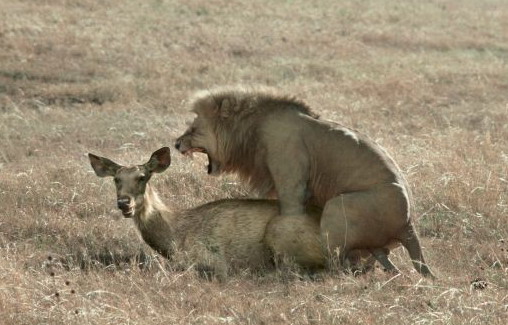 Gay mating